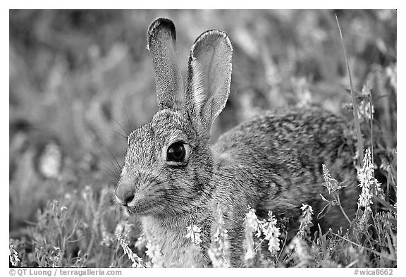 Cottontail rabbit. Wind Cave National Park (black and white)