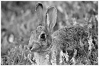 Cottontail rabbit. Wind Cave National Park, South Dakota, USA. (black and white)