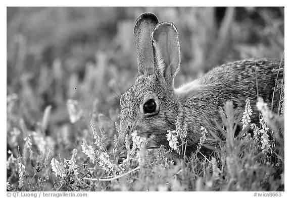 Rabbit and wildflowers. Wind Cave National Park, South Dakota, USA.