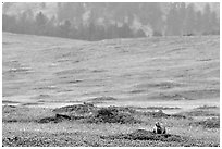 Prairie Dog town. Wind Cave National Park, South Dakota, USA. (black and white)