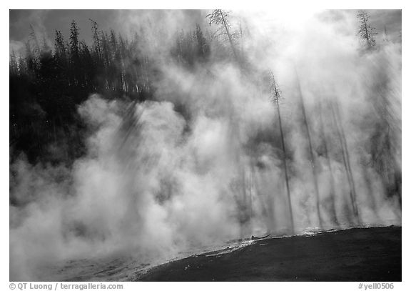 Trees shadowed in thermal steam, Upper geyser basin. Yellowstone National Park, Wyoming, USA.