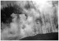 Trees shadowed in thermal steam, Upper geyser basin. Yellowstone National Park, Wyoming, USA. (black and white)