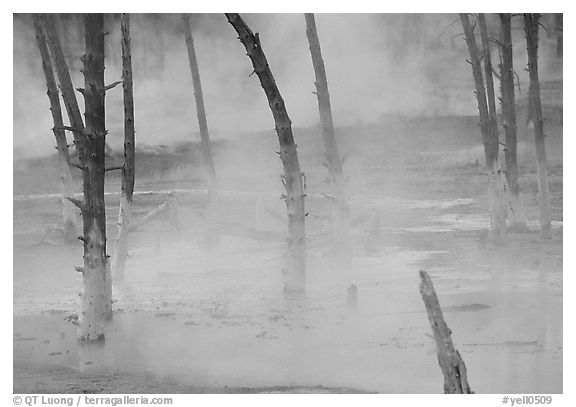 Tree skeletons in Black Sand basin. Yellowstone National Park, Wyoming, USA.