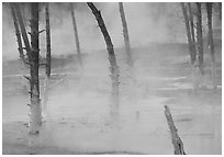 Tree skeletons in Black Sand basin. Yellowstone National Park ( black and white)