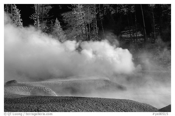 Thermal steam and frosted trees. Yellowstone National Park (black and white)