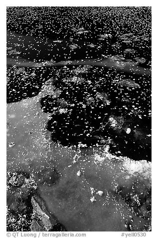 Ice on a small lake. Yellowstone National Park, Wyoming, USA.