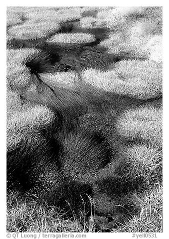 Grasses and stream. Yellowstone National Park, Wyoming, USA.