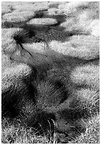 Grasses and stream. Yellowstone National Park, Wyoming, USA. (black and white)