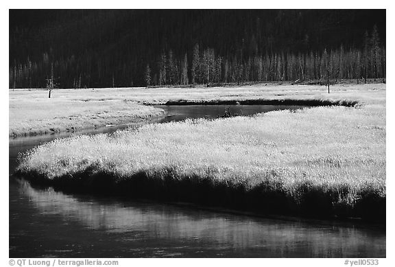 Yellowstone River and meadow in fall. Yellowstone National Park (black and white)
