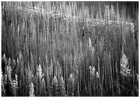 Bare trees on hill. Yellowstone National Park, Wyoming, USA. (black and white)