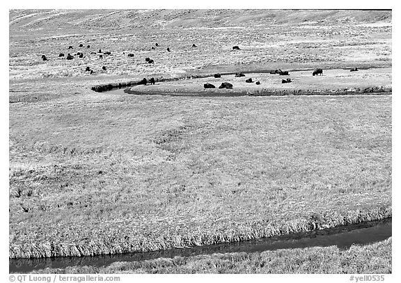 Yellowstone River, meadow, and bisons in Heyden Valley. Yellowstone National Park, Wyoming, USA.