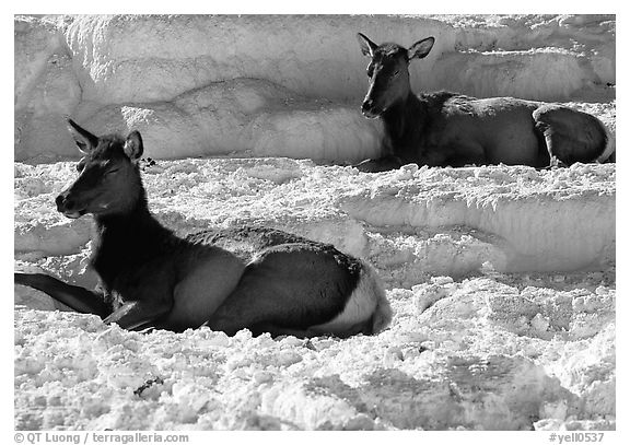 Female Elk on travertine terraces at Mammoth Hot Springs. Yellowstone National Park, Wyoming, USA.