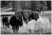 Group of buffaloes. Yellowstone National Park, Wyoming, USA. (black and white)