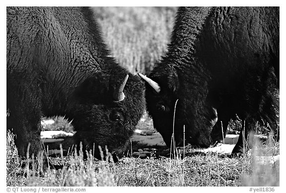 Two buffaloes head to head. Yellowstone National Park, Wyoming, USA.