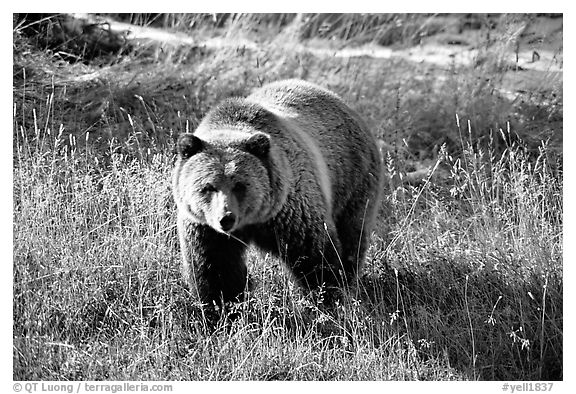 Grizzly bear. Yellowstone National Park (black and white)