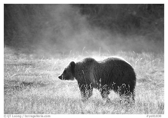 Grizzly bear and thermal steam. Yellowstone National Park, Wyoming, USA.