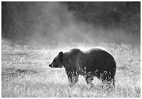 Grizzly bear and thermal steam. Yellowstone National Park, Wyoming, USA. (black and white)