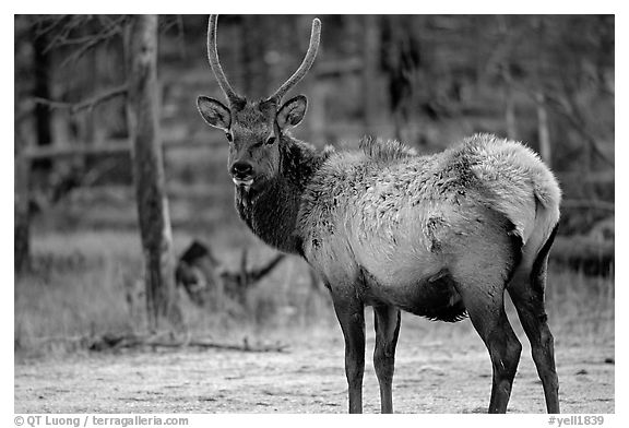 Elk. Yellowstone National Park (black and white)
