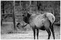 Elk. Yellowstone National Park ( black and white)