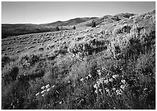 Flowers and Mt Washburn, sunrise. Yellowstone National Park ( black and white)