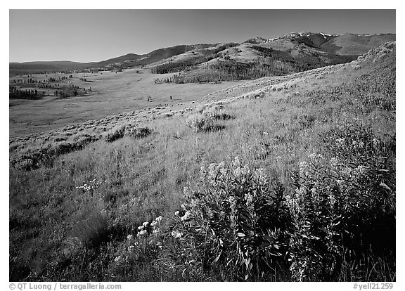 Yellow flowers and Mt Washburn, early morning. Yellowstone National Park (black and white)