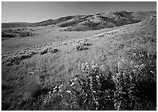 Yellow flowers and Mt Washburn, early morning. Yellowstone National Park ( black and white)