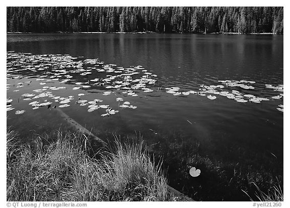 Water lilies and pond. Yellowstone National Park (black and white)