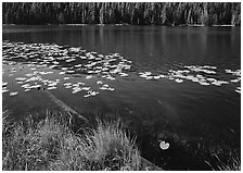 Water lilies and pond. Yellowstone National Park, Wyoming, USA. (black and white)