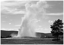 Old Faithful Geyser and tree, afternoon. Yellowstone National Park, Wyoming, USA. (black and white)