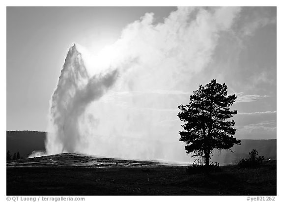 Old Faithful Geyser and tree backlit in afternoon. Yellowstone National Park, Wyoming, USA.