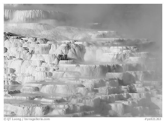 Minerva travertine terraces at Mammoth Hot Springs. Yellowstone National Park (black and white)