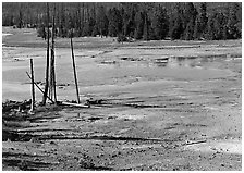 Dead trees and turquoise pond in Norris Geyser Basin. Yellowstone National Park, Wyoming, USA. (black and white)