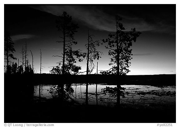 Trees near Fountain Paint Pot at sunset. Yellowstone National Park, Wyoming, USA.