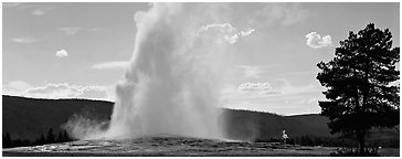 Old Faithful geyser. Yellowstone National Park (Panoramic black and white)