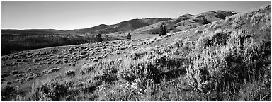 Gentle slopes covered with summer wildflower. Yellowstone National Park (Panoramic black and white)