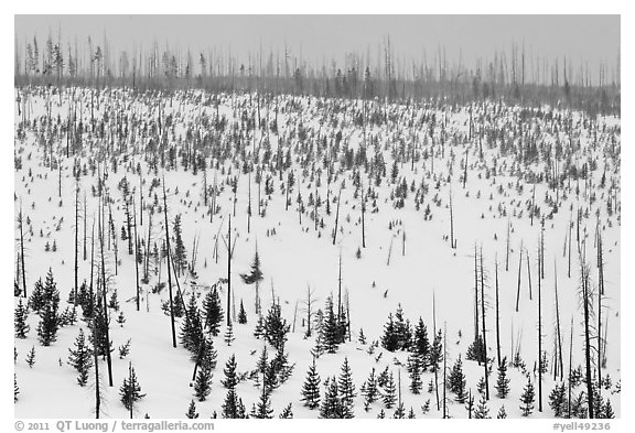 Lewis Canyon slopes with burned forest, winter. Yellowstone National Park, Wyoming, USA.