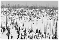 Lewis Canyon slopes with burned forest, winter. Yellowstone National Park, Wyoming, USA. (black and white)