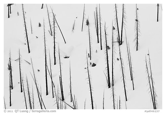 Burned tree trunks and snow, Lewis Canyon. Yellowstone National Park, Wyoming, USA.