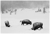 Snow-covered bison in winter. Yellowstone National Park, Wyoming, USA. (black and white)
