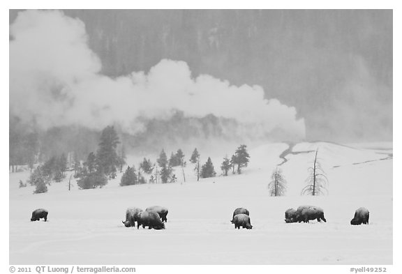 Bison and Lion Geyser in winter. Yellowstone National Park (black and white)