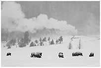Bison and Lion Geyser in winter. Yellowstone National Park ( black and white)