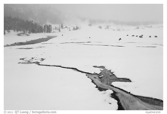 Winter landscape with thermal run-off. Yellowstone National Park (black and white)