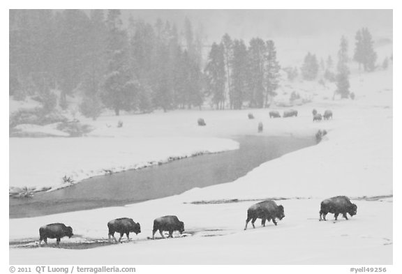 Bison moving in single file next to Firehole river, winter. Yellowstone National Park, Wyoming, USA.