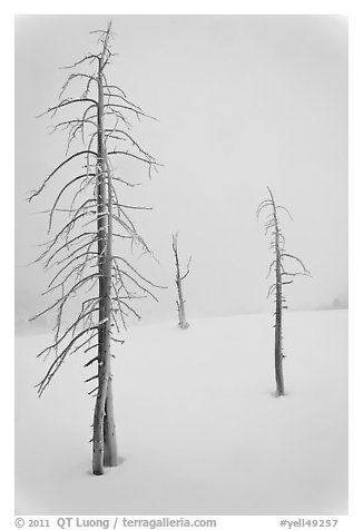 Tree skeletons in winter. Yellowstone National Park (black and white)
