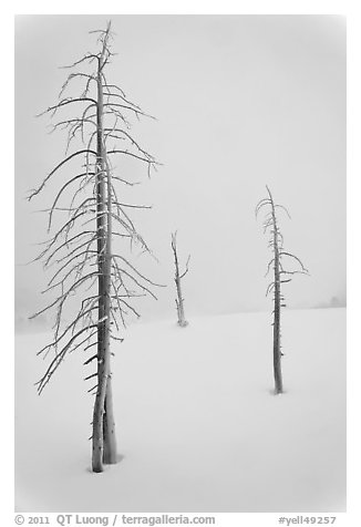 Tree skeletons in winter. Yellowstone National Park, Wyoming, USA.