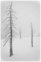 Tree skeletons in winter. Yellowstone National Park, Wyoming, USA. (black and white)