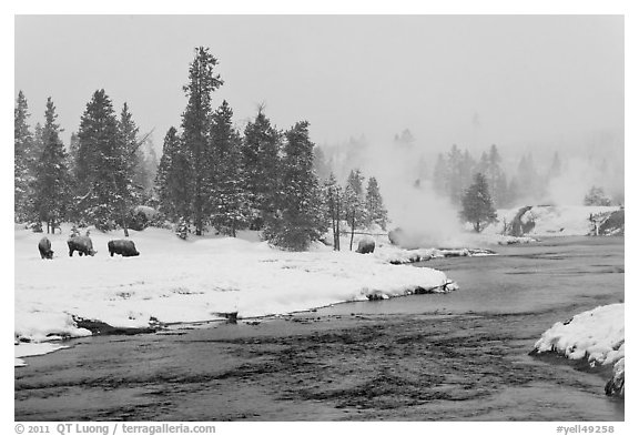 Firehole river and bison in winter. Yellowstone National Park (black and white)