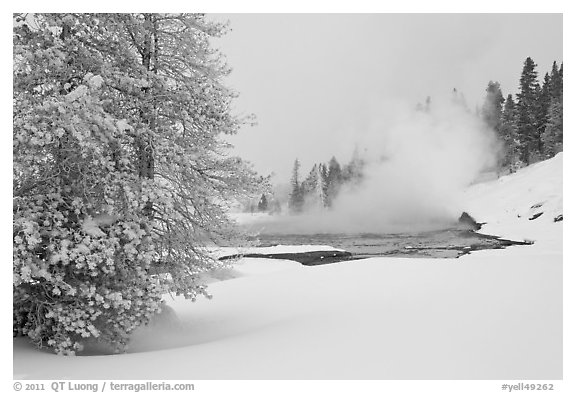 Snowy landscape with distant thermal pool. Yellowstone National Park, Wyoming, USA.