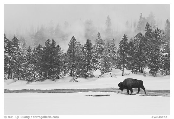 Bison following warm stream in winter. Yellowstone National Park (black and white)