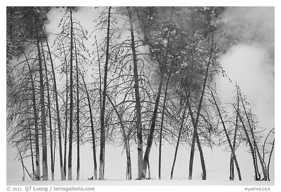 Bare trees and steam in winter. Yellowstone National Park, Wyoming, USA.